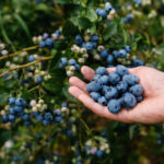 fresh BC blueberries in an orchard
